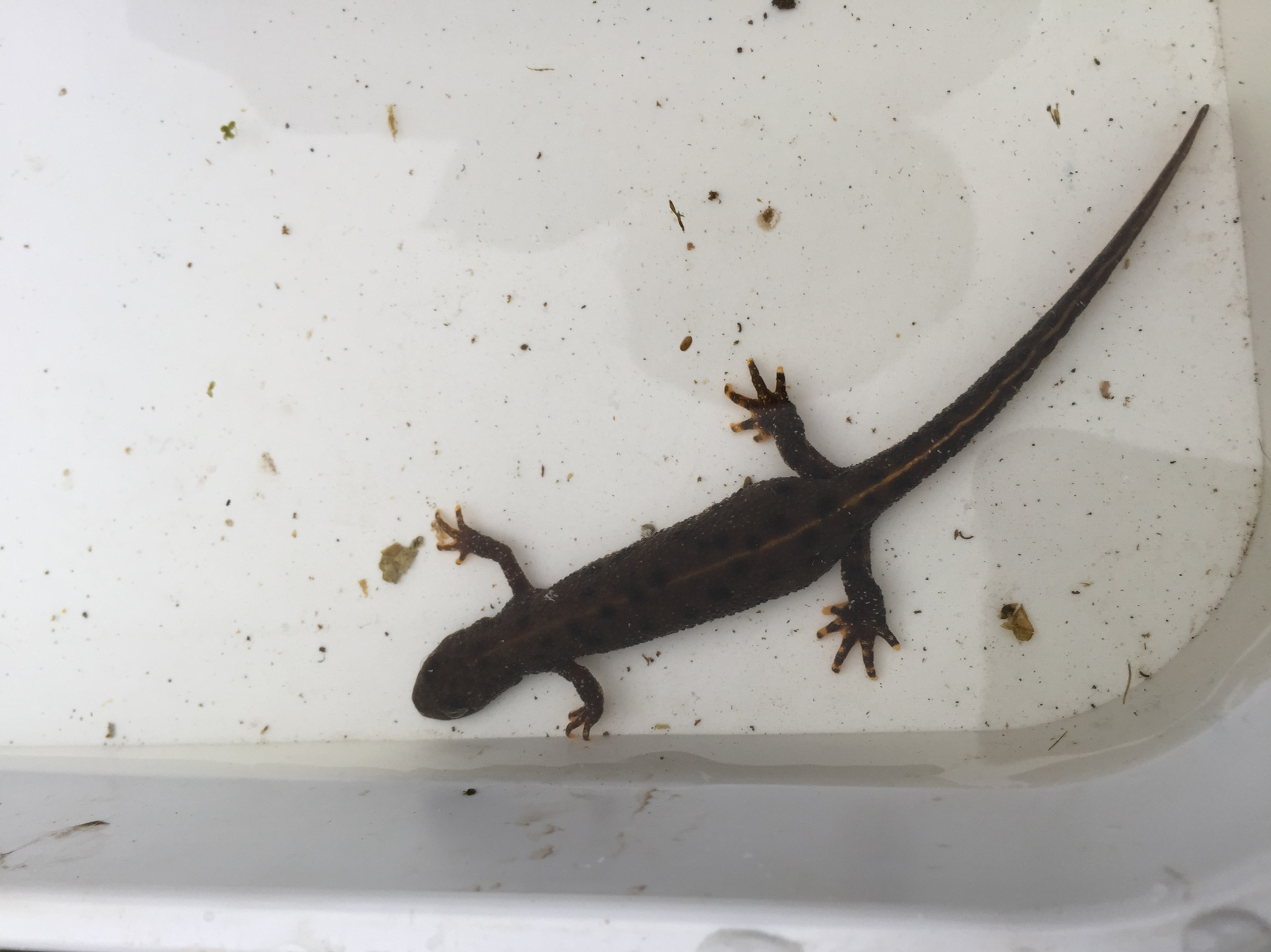 Great Crested Newts